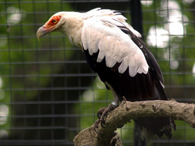 Фото Пальмовый гриф