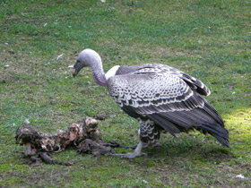 Фото Гриф Рюппеля