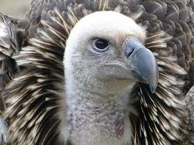 Гриф Рюппеля