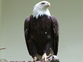 Белоголовый орлан