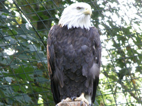 Фото Белоголовый орлан