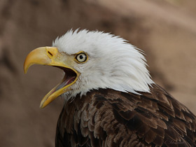 Фото Белоголовый орлан