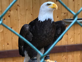 Фото Белоголовый орлан