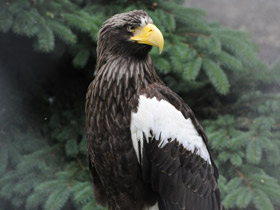 Белоплечий орлан