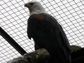 Фото Орлан-крикун