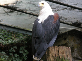 Фото Орлан-крикун