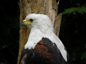 Орлан-крикун