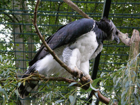 Фото Южноамериканская гарпия