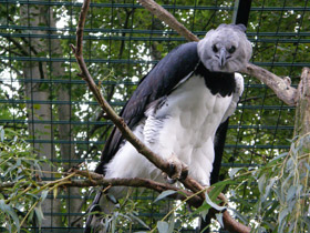 Фото Южноамериканская гарпия