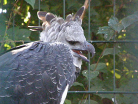 Фото Южноамериканская гарпия