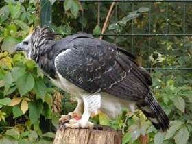 Фото Южноамериканская гарпия