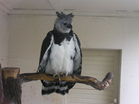 Фото Южноамериканская гарпия