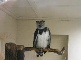 Фото Южноамериканская гарпия