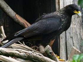 Фото Южная каракара