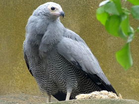 Африканский лунёвый ястреб