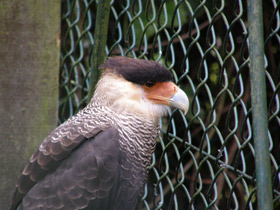 Фото Обыкновенная каракара