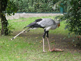 Фото Птица-секретарь