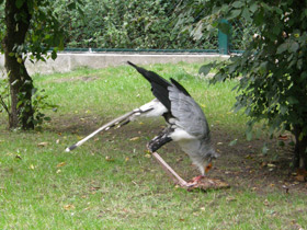 Фото Птица-секретарь