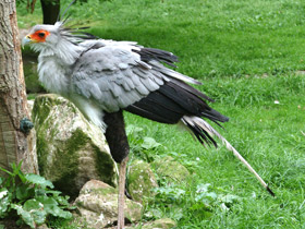 Фото Птица-секретарь