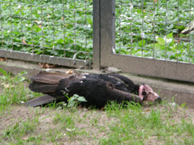 Фото Ушастый индийский гриф