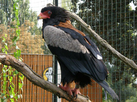 Фото Орёл-скоморох