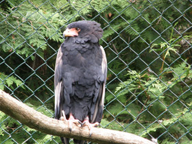 Фото Орёл-скоморох