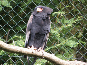 Фото Орёл-скоморох