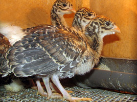 Фото Грифовая цесарка