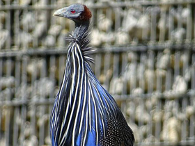 Фото Грифовая цесарка