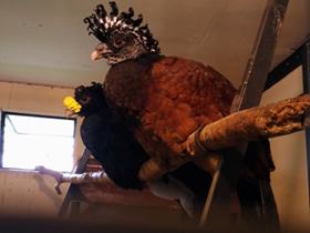 Смотреть фото Большой кракс Фото Большой кракс