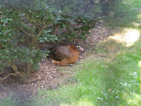 Смотреть фото Красный гокко Фото Красный гокко