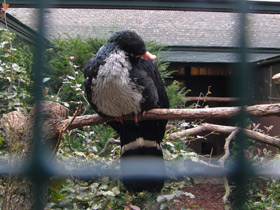 Фото Рогатый гуан