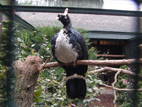 Фото Рогатый гуан