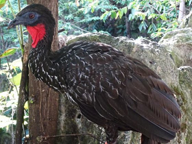 Смотреть фото Хохлатый гуан Фото Хохлатый гуан