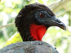 Смотреть фото Хохлатый гуан Фото Хохлатый гуан