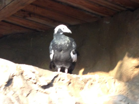 Смотреть фото Синегорлый гуан Фото Синегорлый гуан