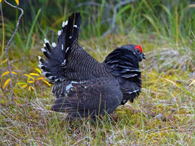 Фото Горная дикуша
