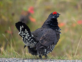 Фото Горная дикуша