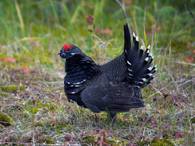Фото Горная дикуша