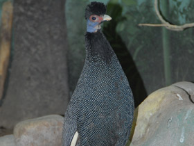 Фото Чубатая цесарка