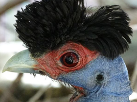 Фото Чубатая цесарка