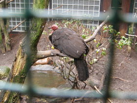 Фото Кустарниковый большеног