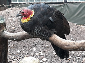 Фото Кустарниковый большеног