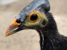 Большеног-малео