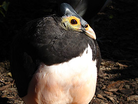 Фото Большеног-малео