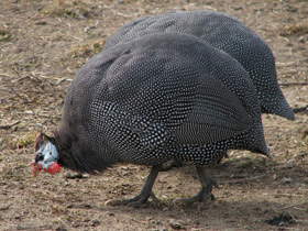 Фото Обыкновенная цесарка: пернатый единорог