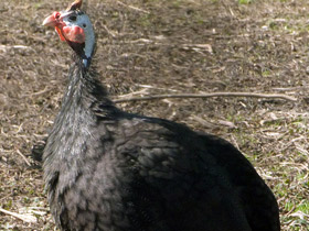 Фото Обыкновенная цесарка: пернатый единорог