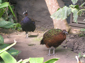 Фото Конголезский павлин