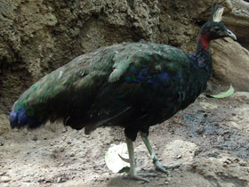 Фото Конголезский павлин