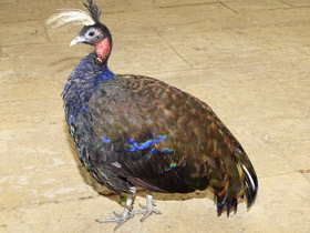 Фото Конголезский павлин